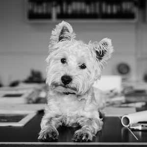 Winnie the Westie